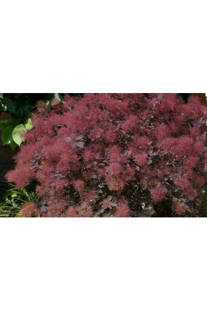 Cotinus Dusky Maiden